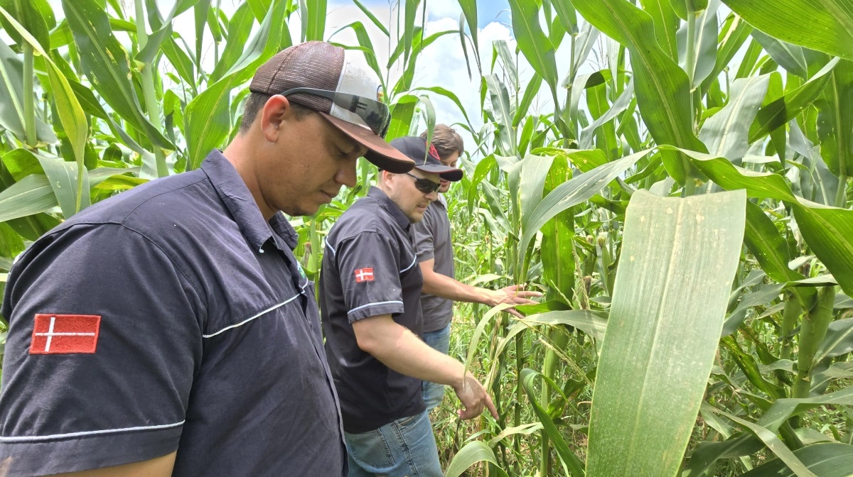 Peter Fruervang (i midten) og hans driftsleder hjælper med sygdomstjek i majsen hos naboen.