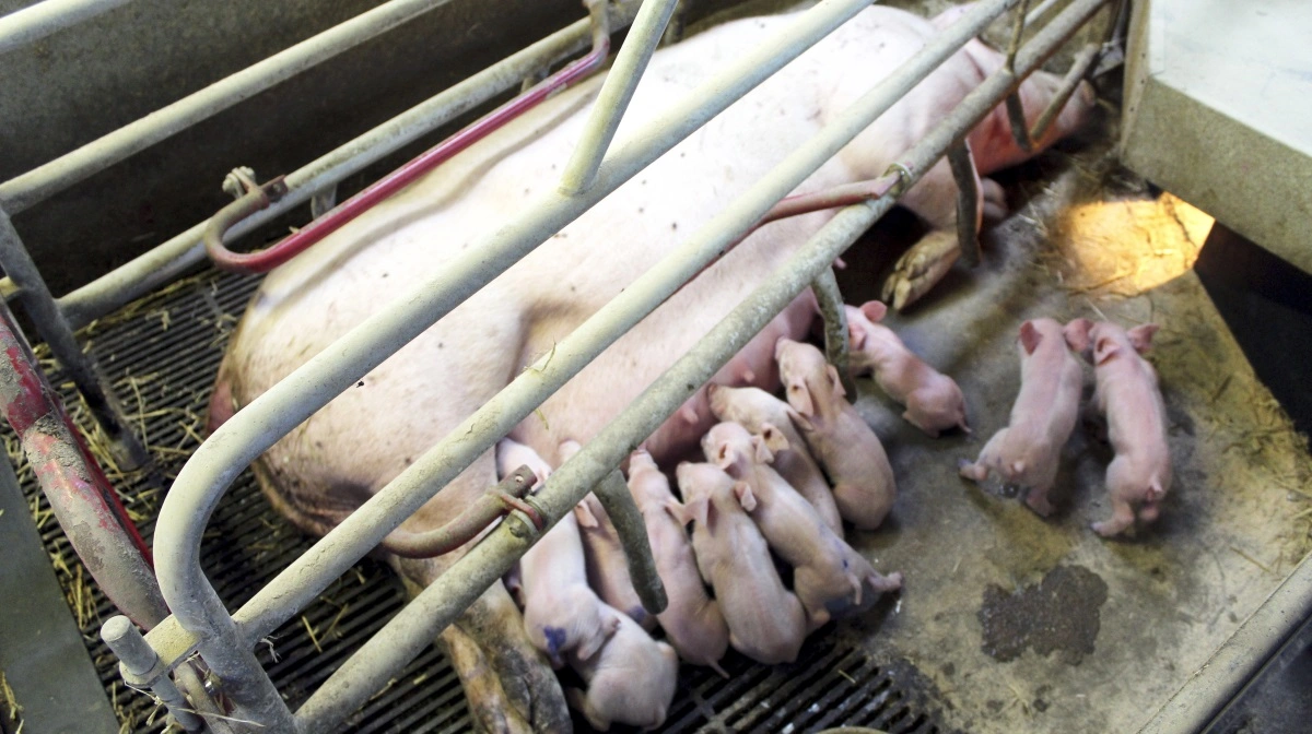 Enhedslisten vil have gjort det til et krav, at kuldstørrelserne skal sænkes. Arkivfoto