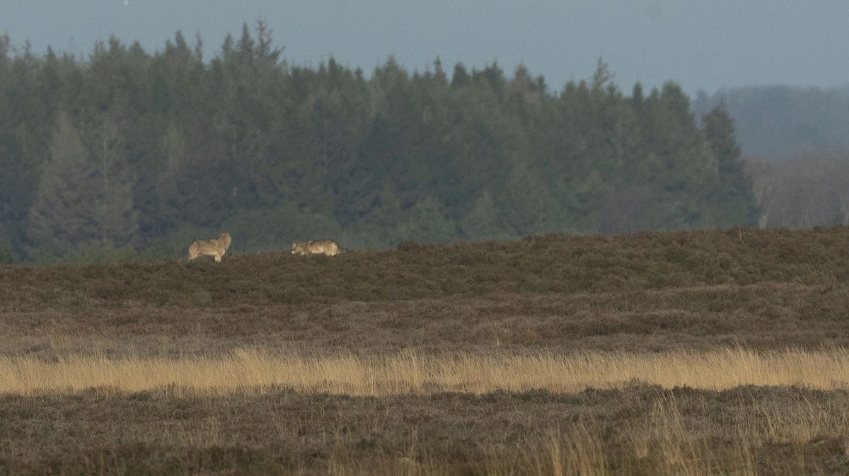 Strejfende ulve er et ofte oplevet fænomen i store dele af Jylland. Og det er formentlig en sådan, der har stået bag et ulveangreb nord for Kolding i lørdags. Arkivfoto: Naturhistorisk Museum Aarhus