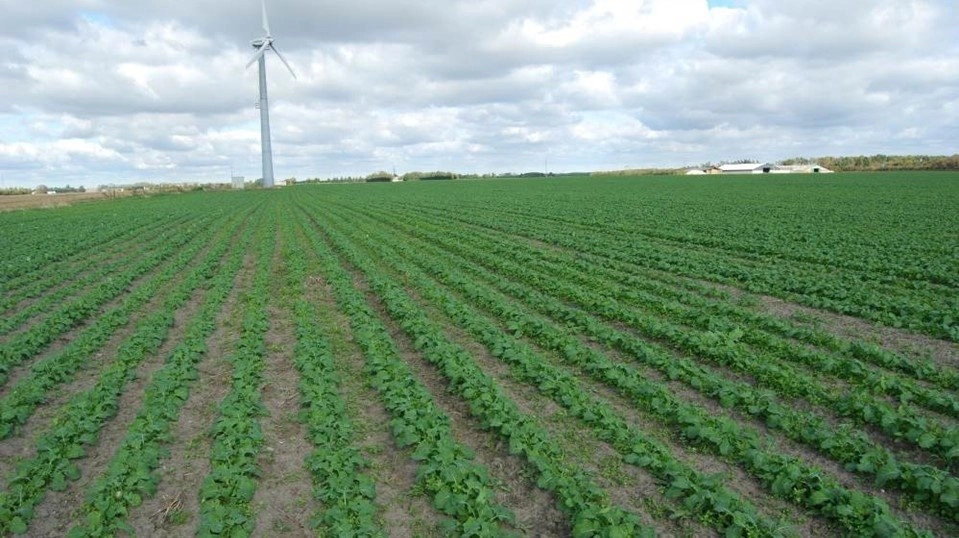 Sagro overtager ØkologiRådgivning Danmark for at styrke økologirådgivningen, mens tæt samarbejde med ØL fortsætter. Foto: Økologisk Landsforening