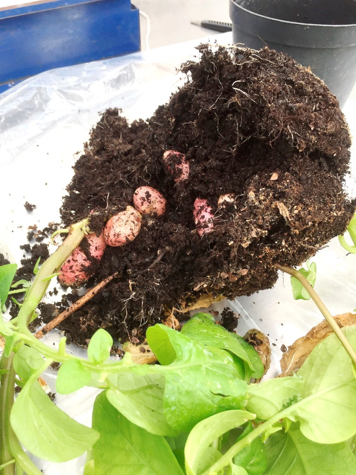 I flere år har der på forsøgsbasis været brugt Crispr/Cas9-teknologi, også i Danmark. Kartoffelplanten på billedet har til eksempel fået ændret sit stivelsesindhold ved hjælp af teknologien. Arkivfoto: KMC/Københavns Universitet/Elisabeth Johansen