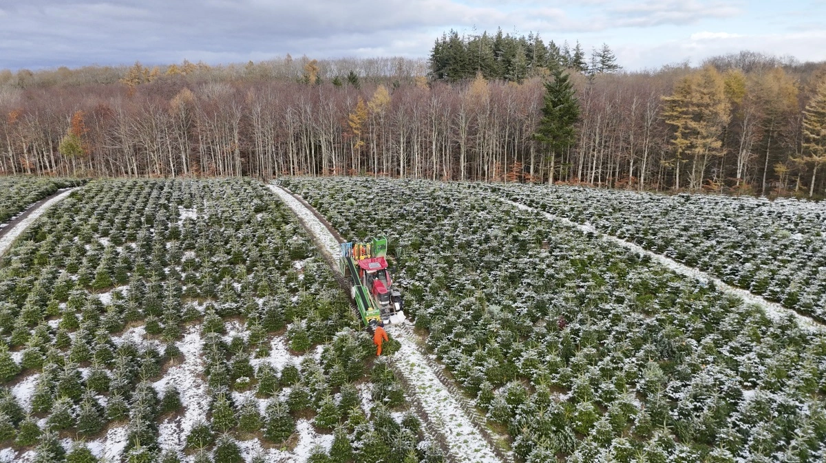 Danskerne holder fast i naturjuletræet, de lokale traditioner og duften af gran, mens gårdsalg og dansk produktion vinder klart. Arkivfoto: Erik Hansen