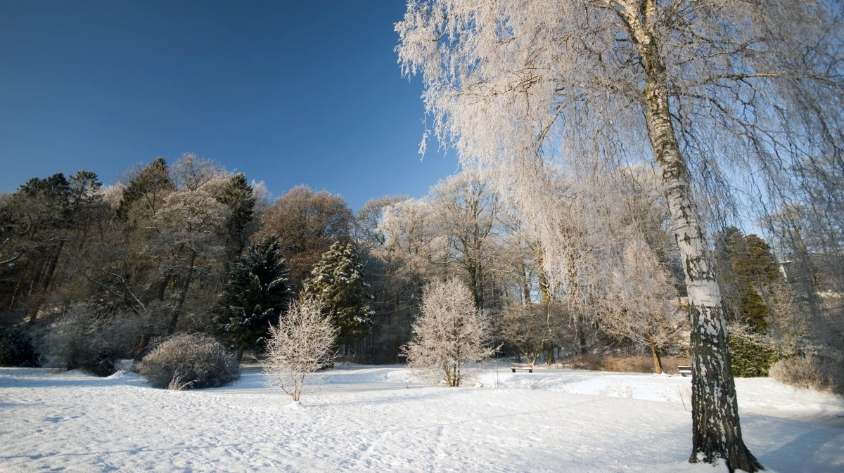 Man er velkommen til at tage en tur ud i de danske statsskove og fylde en bærepose med naturlige juledekorationer. Foto: Colourbox