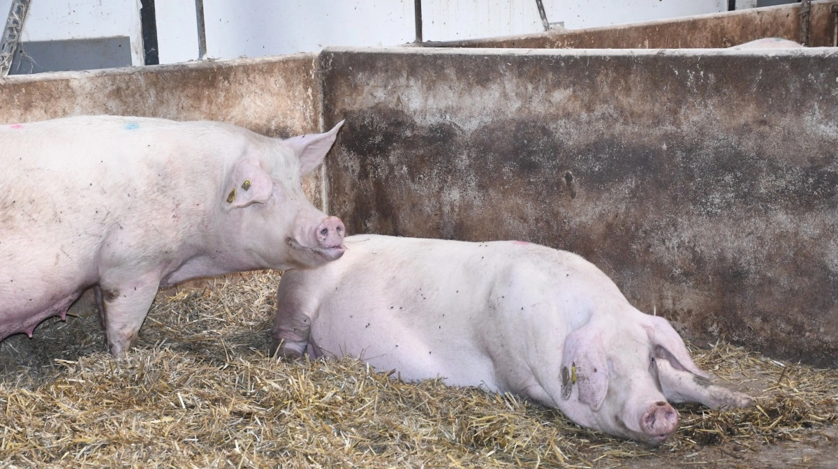 - Behøver man de der toksinbindere, når nu vi har fået en god høst i hus? Mit personlige bud er, at man aldrig kan sige os helt fri for, at toksinbelastningen af vores dyr, den er der. Vi køber soja nede syd fra, halm er der som regel altid toksiner i, og hvis der er nogen, der bruger majs, så er der også toksiner i det, påpeger dyrlæge Anne Ovesen. Arkivfoto: Camilla Bønløkke