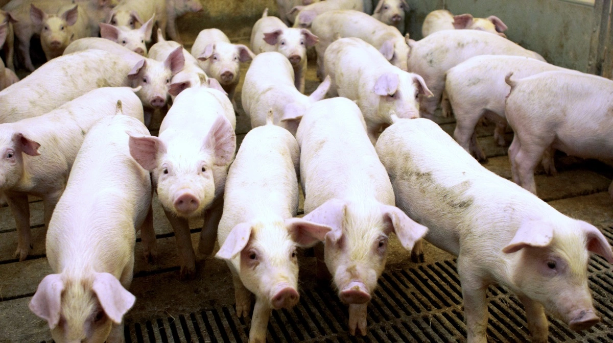 ASF-udbrud i Ukraine udløser stort prisfald, smittespredning og frygt for massiv nedskalering i den pressede svinebranche. Arkivfoto