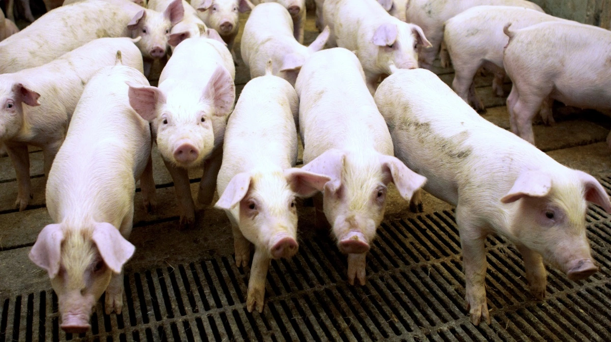 Vinteren er influenzasæson for både to- og firebenede. Arkivfoto: Camilla Bønløkke