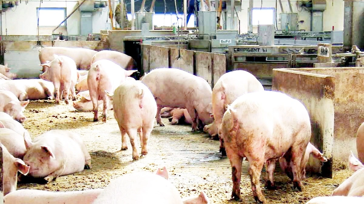 For at begrænse produktionsnedgang anbefaler amerikanske dyrlæger forebyggende vaccination af soholdet samt smertestillende til syge dyr. Arkivfoto: Anne Wolfenberg