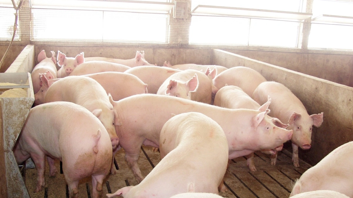 Implementeringen af elektrostatiske filtre i større skala vil kræve yderligere udvikling for at blive tilpasset forskellige staldtyper, vedligeholdelsesrutiner og drift under varierende klimaforhold, påpeger forskere. Foto: Iowa Pork Producers