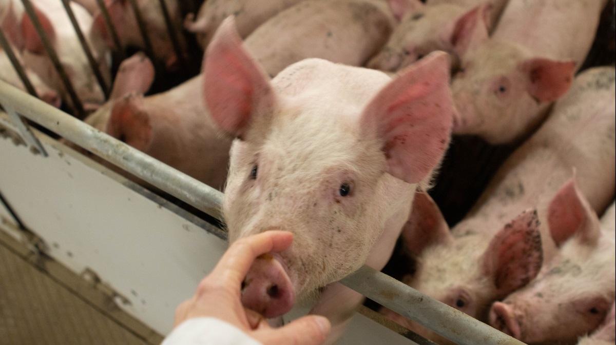 Fødevareministeren vil sænke grænsen for brug af antibiotika til grise markant