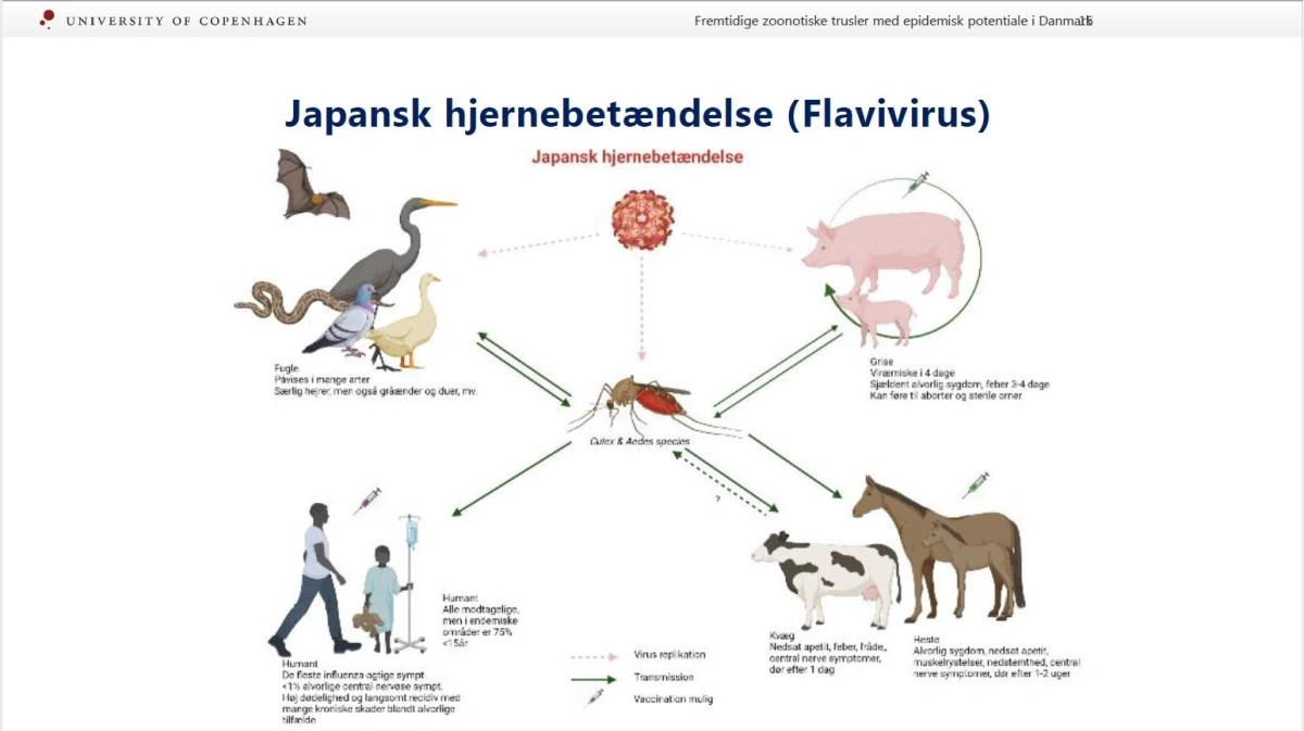 Kvæg, heste, fjerkræ, svin og myg er potentielle risici for at sygdomme kan udvikle sig til kommende epidemier i Danmark. Blandt andet Japansk hjernebetændelse, der medfører hjernebetændelse og høj dødelighed, og hvor »de døde er de mest heldige« grundet omfattende hjerneskader ifølge Rene Bødker fra Københavns Universitet. Kilde: Rene Bødker, Københavns Universitet.