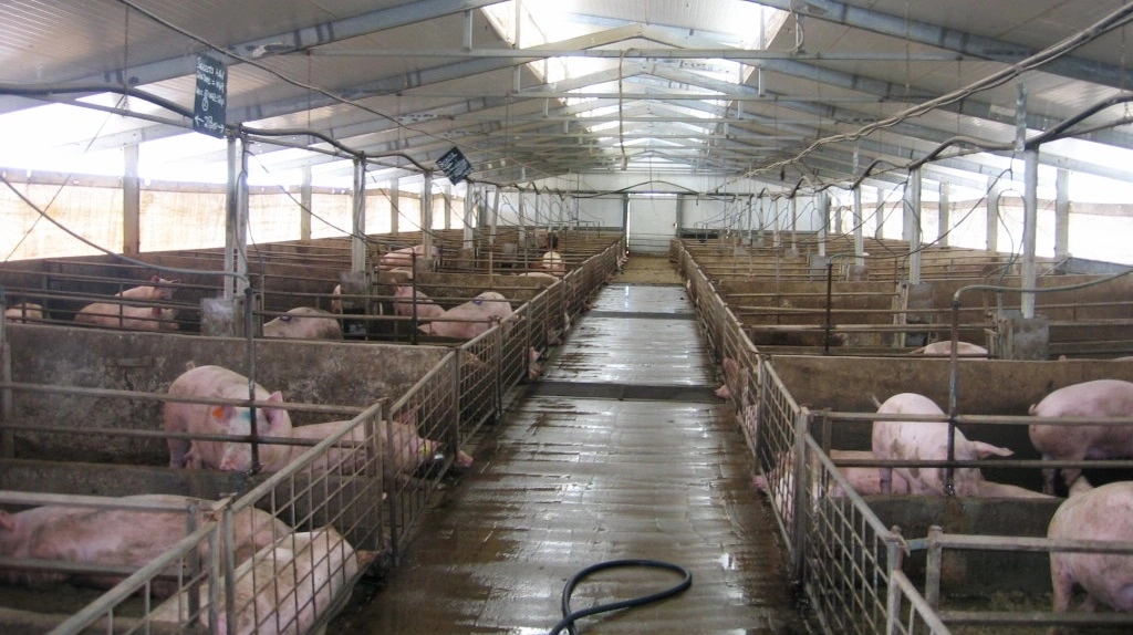 I 1990'erne sprang virus, der giver japansk hjernebetændelse fra asien til Australien. Risikoen er nu, at den kan spredes til flere dele af verden. Det forsøger forskere nu at forebygge. Arkivfoto: Privat