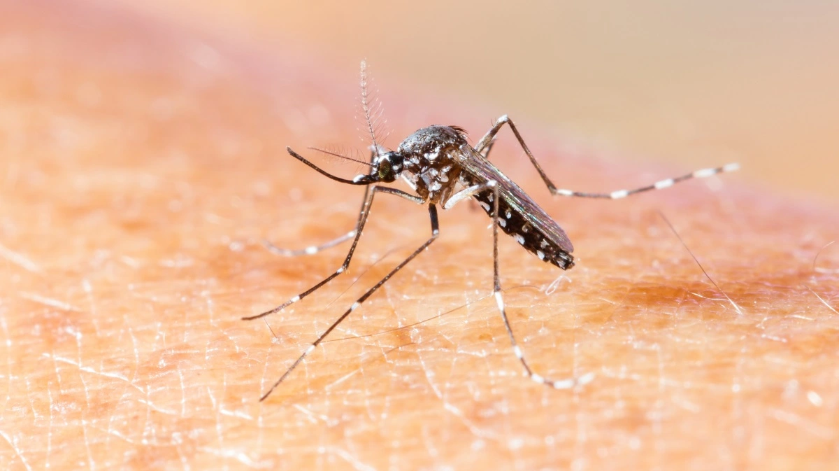 Ligesom for flere andre virussygdomme, er det myg, som spreder sygdommen mellem den egentlige vært, i dette tilfælde fugle, til andre dyr og mennesker. Foto: Colourbox