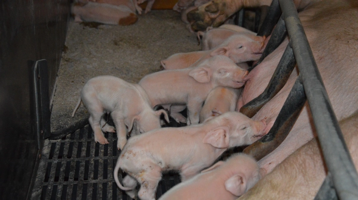 Jacob Jensen kaldte billederne fra TV 2-dokumentaren grimme, men brugte samtidig lejligheden til at fremhæve den brede politiske aftale om dyrevelfærd, som et flertal har indgået. Arkivfoto