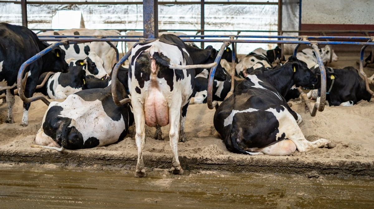 - Varmestress er altid et problem for den type køer, vi har. De er højtydende, og de kan begynde at blive påvirket allerede ved 15-20 grader, siger Martin Greif.