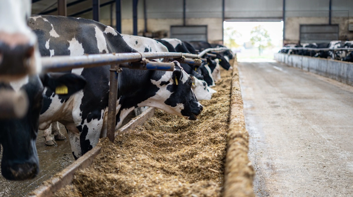 - Når foderoptaget er stabilt, håndterer køerne stress bedre, mælkens tørstofindhold opretholdes, og mere af koens energi går til mælkeproduktionen i stedet for at gå tabt til inflammation, forklarer Dr. Tyler Turner.