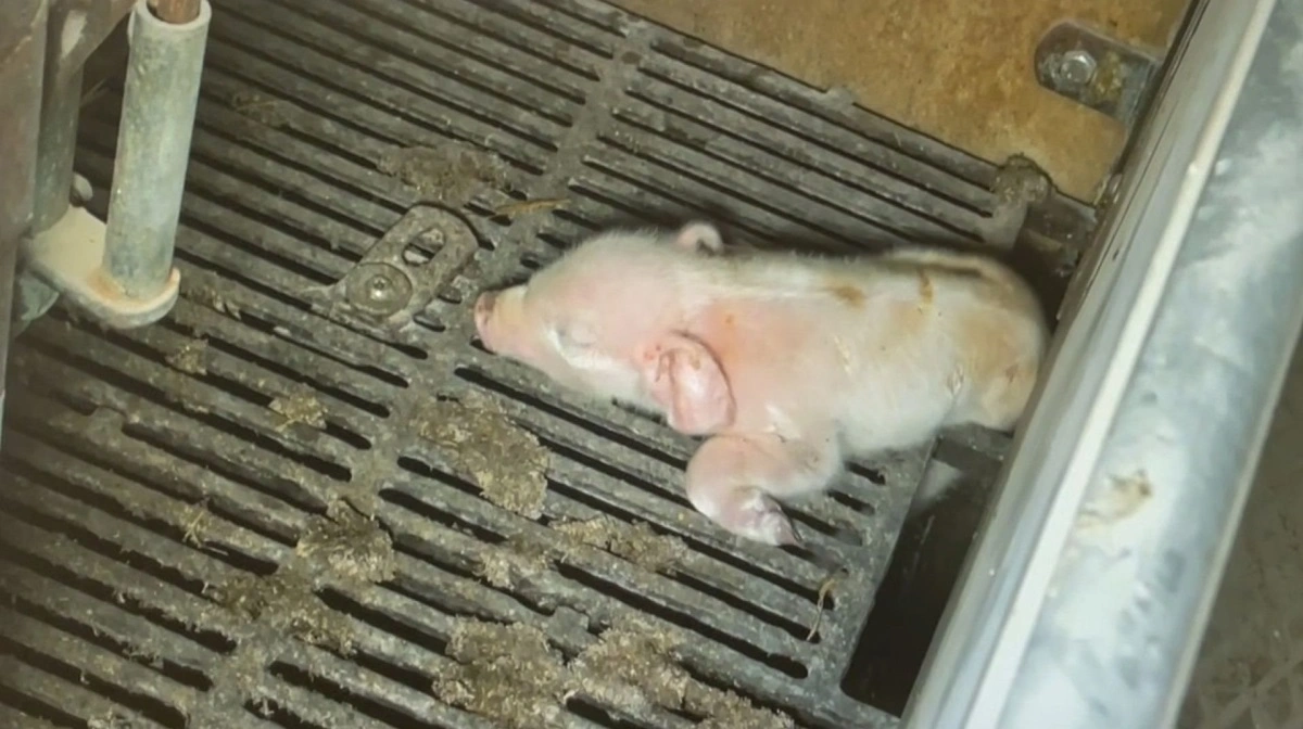 Foto: Dyrenes Beskyttelse