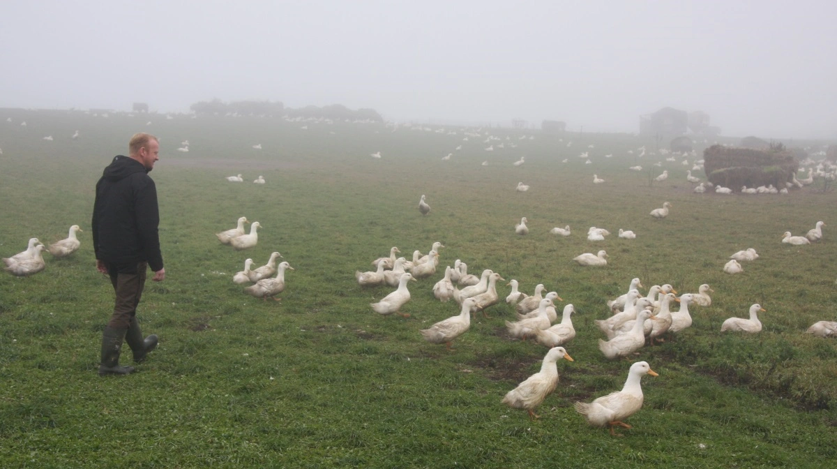 Der er gode levevilkår for de fritgående økologiske ænder hos Peter Nielsen i Farsø. Men det er svært at få danskerne til at betale, hvad hans ænder koster ude i butikkerne. Arkivfoto