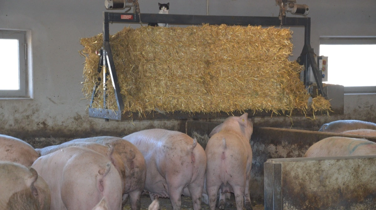 Fodring og huldstyring gennem hele drægtigheden er væsentlig. Det påpeger LVK-dyrlægerne i deres nyhedsbrev. Arkivfotos: Camilla Bønløkke