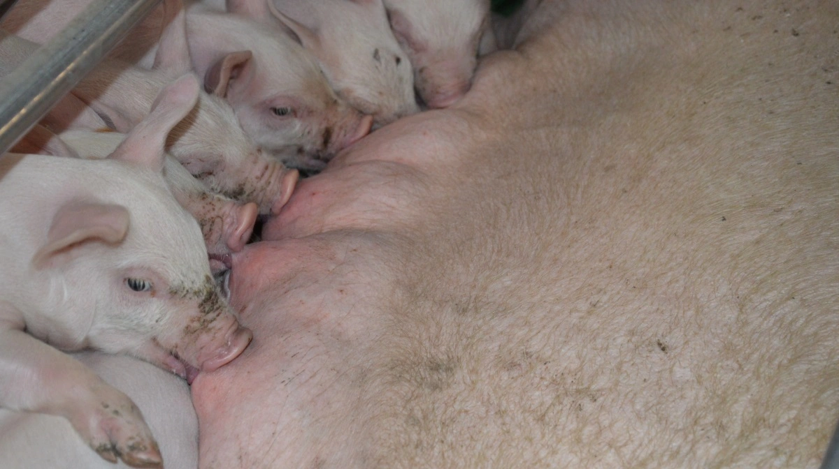 - Når soen farer og begynder at malke, er det en ekstrem præstation, hun forventes at kunne klare. 