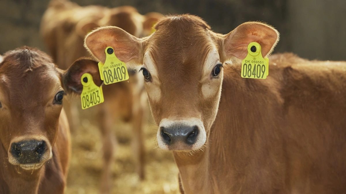 Danish Crown giver 50 øre ekstra pr. kilo til producenter, der deler bæredygtighedsdata – lettet via samarbejde med Arla. Foto: Colourbox