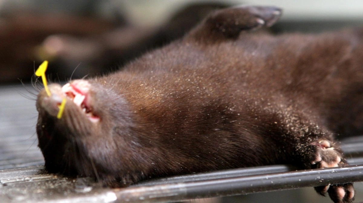 Var alle relevante enheder i ministerierne blevet undersøgt for sms'er i forbindelse med regeringens instruks om aflivning af danske mink. Det drager et notat fra 2021 tvivl om. Justitsministeren afviser dog enhver kritik. Arkivfoto: Anne Wolfenberg