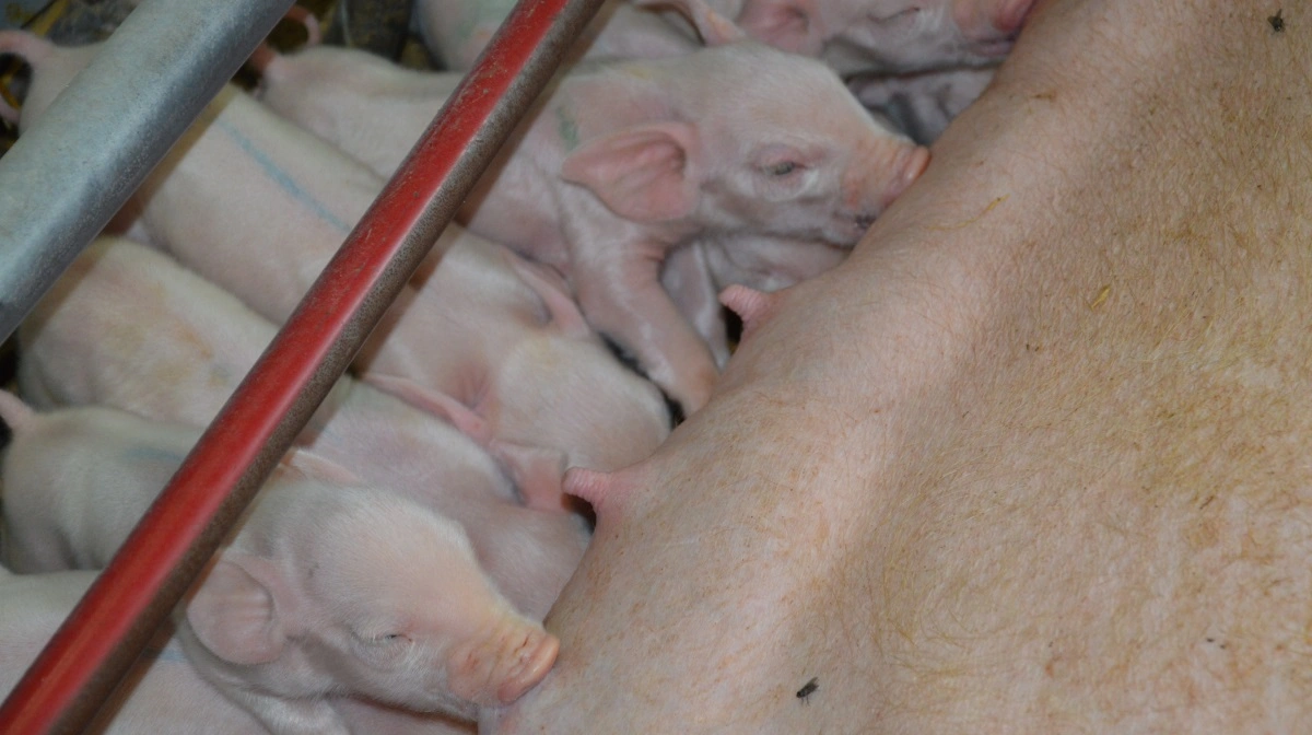 I et nyt projekt kigges der både på D-vitamin og kalciumforsyningen. Målet er at forbedre livmoderens sammentrækninger hos soen, så faringen forkortes og risikoen for dødfødte grise mindskes. Arkivfoto: Camilla Bønløkke
