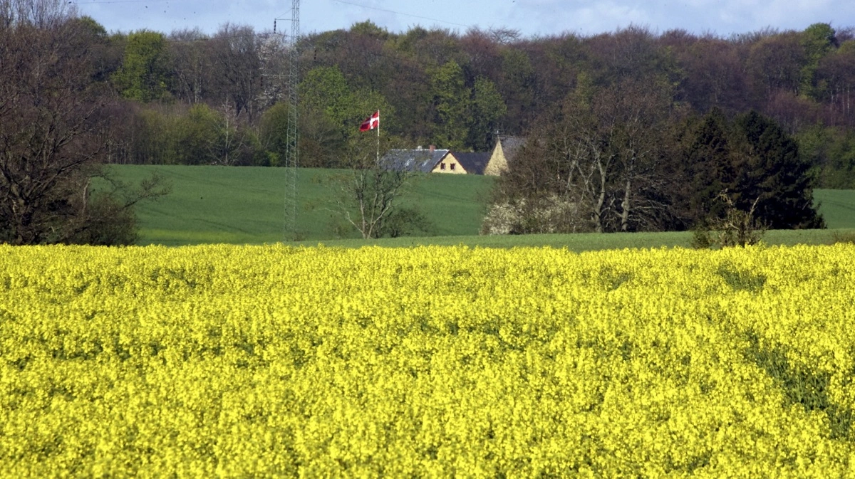 Er det hveden, der er for billig, eller rapsen der er for dyr? Arkivfoto