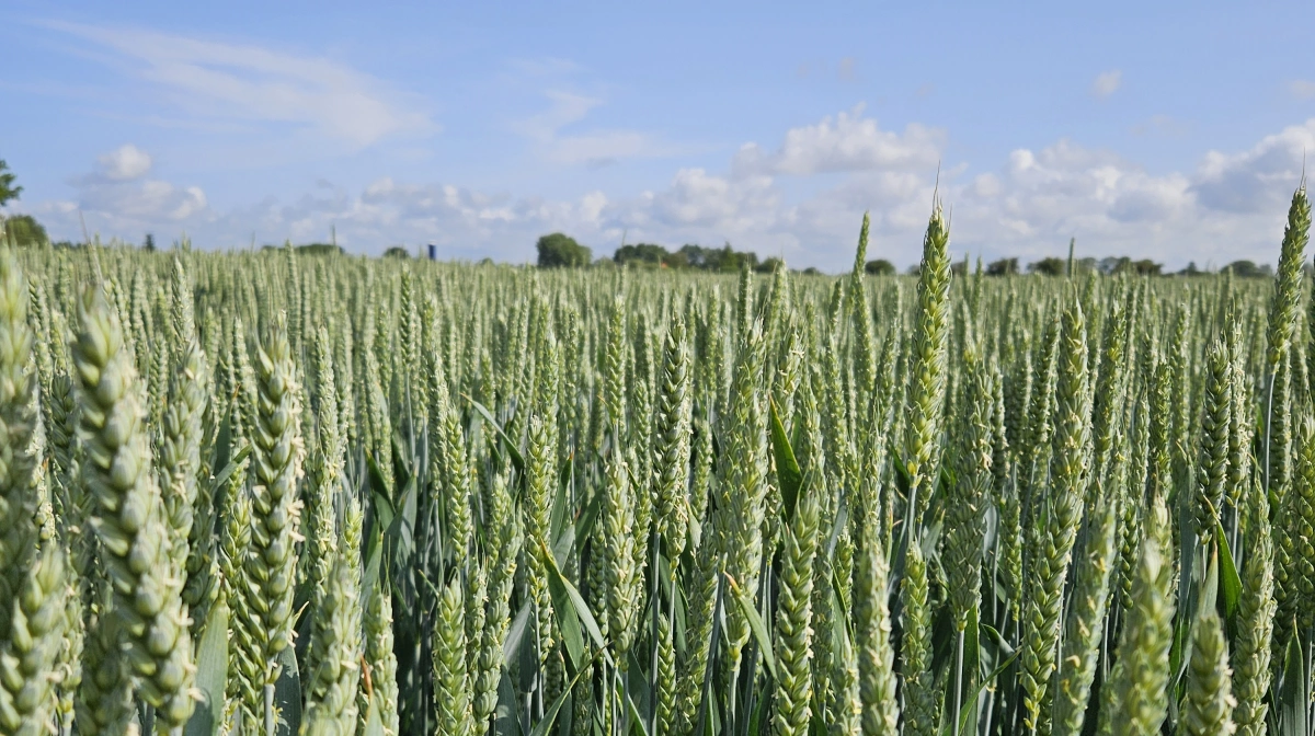 Hveden har gennemgået en langt kraftigere normalisering og handler nu omkring 190 EUR/t . Arkivfoto