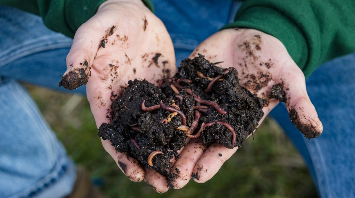 Veragrow rejser 33,6 mio. kr. til global skalering af regnormebaserede biostimulanter og sigter mod førerposition inden 2030. Fotos: Veragrow