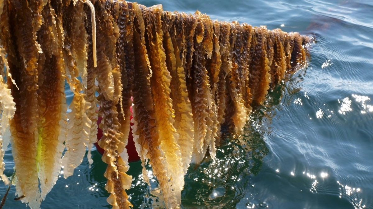 Fermentering mildner tangens smag og forbedrer teksturen, så forbrugere foretrækker den i testede fødevarer som flødeost. Arkivfoto