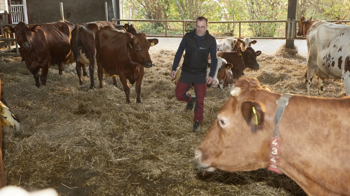- Den røde ko er kun vokset en centimeter gennem flere år. Derfor vil racen i 2034 fortsat kunne passe til kravene i ældre stalde som en slags tredjestørrelses ko, påpeger Johan Bebe.