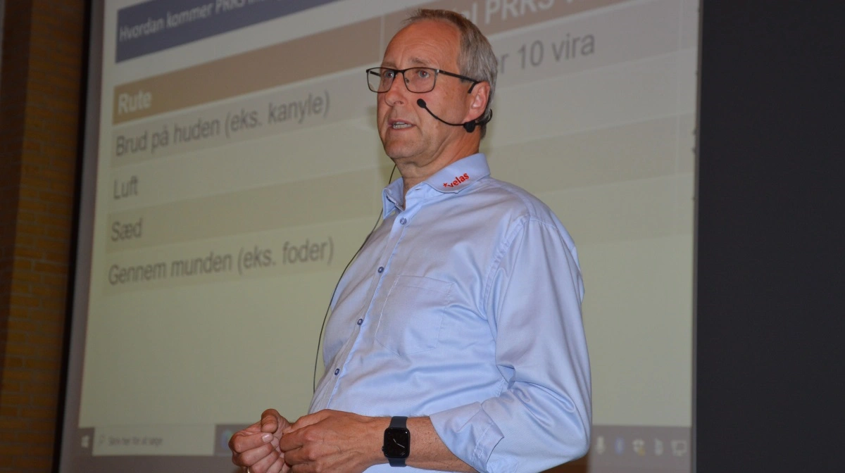 - I studiet tyder det på, at især hangrise har ændret sig, og har en slagtesvindsfaktor på over 1,35, oplyser svinerådgiver Bjarke Lassesen på baggrund af erfaringer fra Seges. Arkivfotos: Camilla Bønløkke