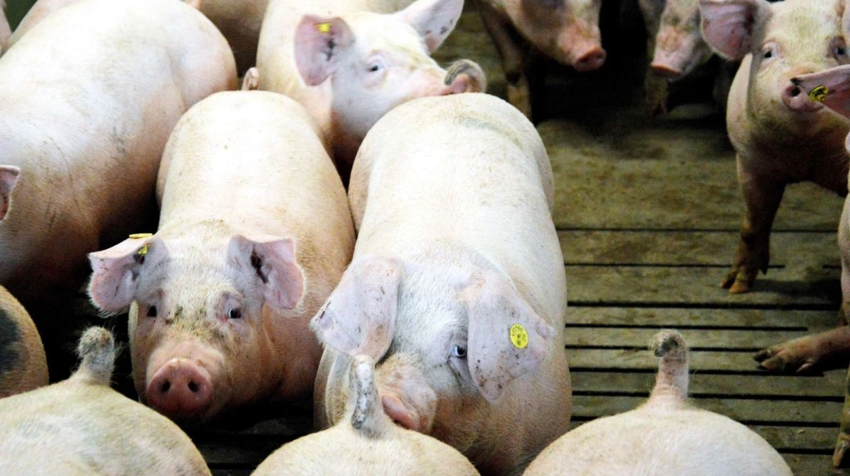 Normalt omregnes en slagtegris med 1,31, for at finde dens levendevægt. Den er sat med baggrund i den lavere slagtevægt vi havde tilbage i 2010’erne. 