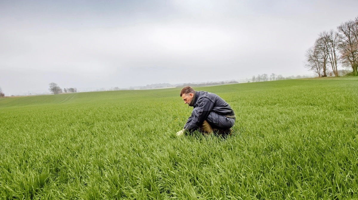 Lovforslaget indfører udledningskvoter fra 2027, men fordi markplanen for sæsonen 2027 lægges efter høst 2026, kan kravene få praktisk betydning tidligere. Billedet er taget i en anden sammenhæng. Arkivfoto