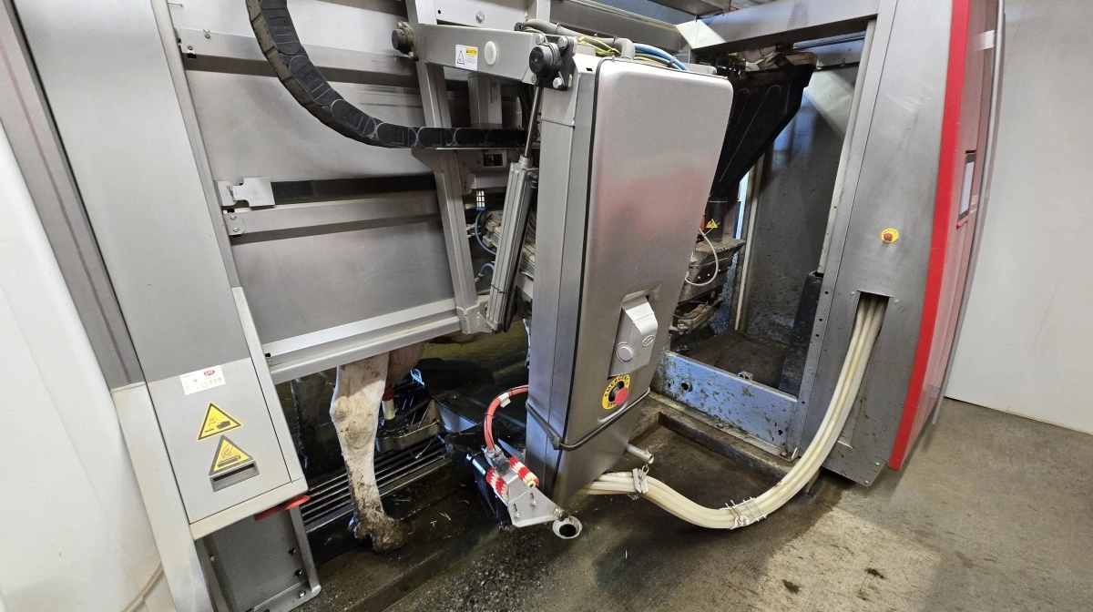 Den ene af de to Lely-malkerobotter i arbejde.