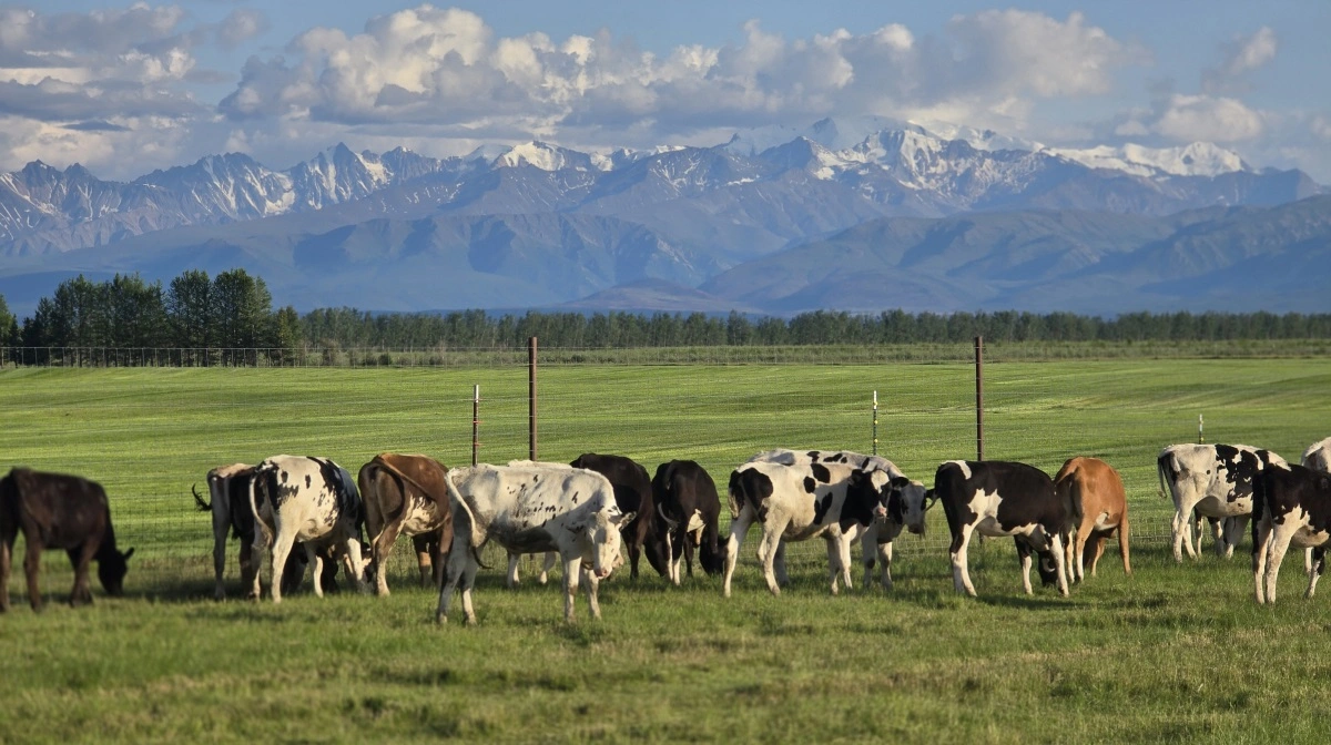 Effektivt Landbrug er på besøg i juni og der er stort set sol døgnet rundt. Men vinteren starter allerede fra september og ofte med under minus 20 grader Celcius.