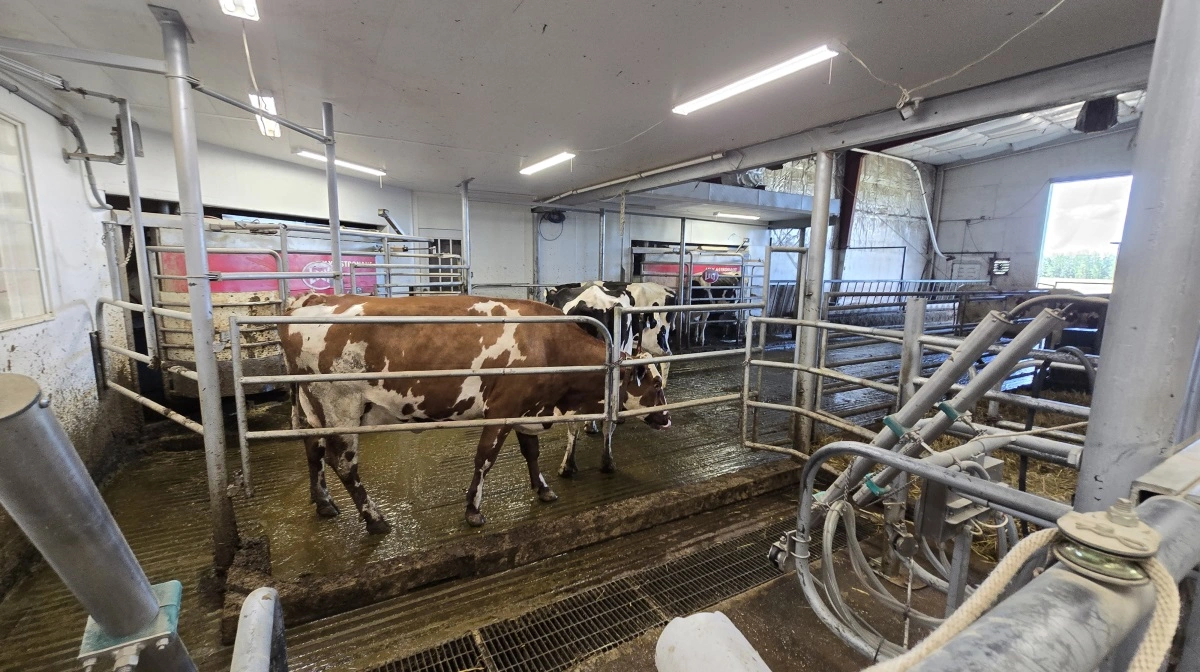 Køerne er 80 procent Holstein krydset med lidt Brown Swiss og Jersey - her på vej ud af malkerobotterne.