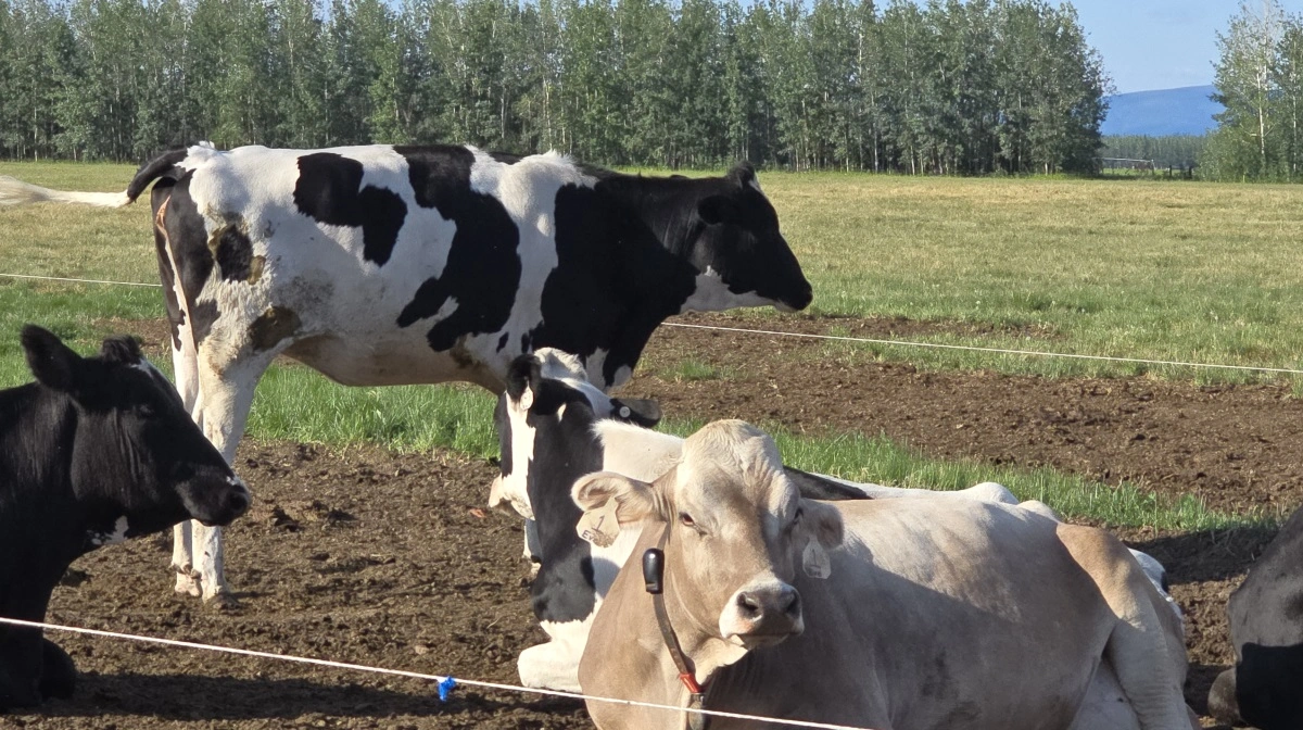 I de få sommermåneder er køerne på græs.