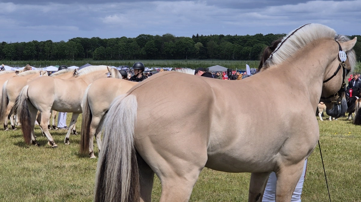 - Vi ønsker en messe, der både rummer det faglige, det folkelige og det fornyende. De nye tiltag skal være med til at skabe mere liv, større bevægelse og flere muligheder – for udstillere såvel som for publikum, forklarer Karen Rasmussen.
