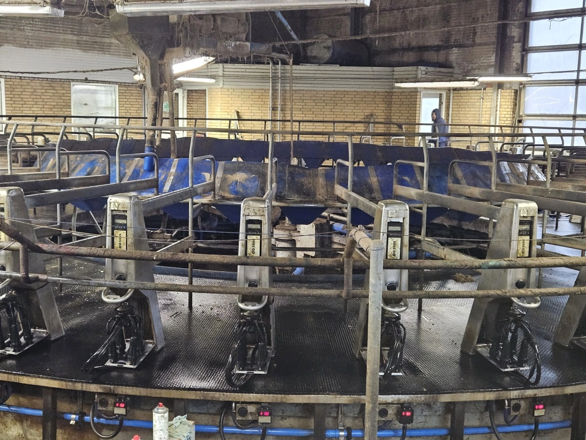 Køerne malkes to gange dagligt i karrusel.