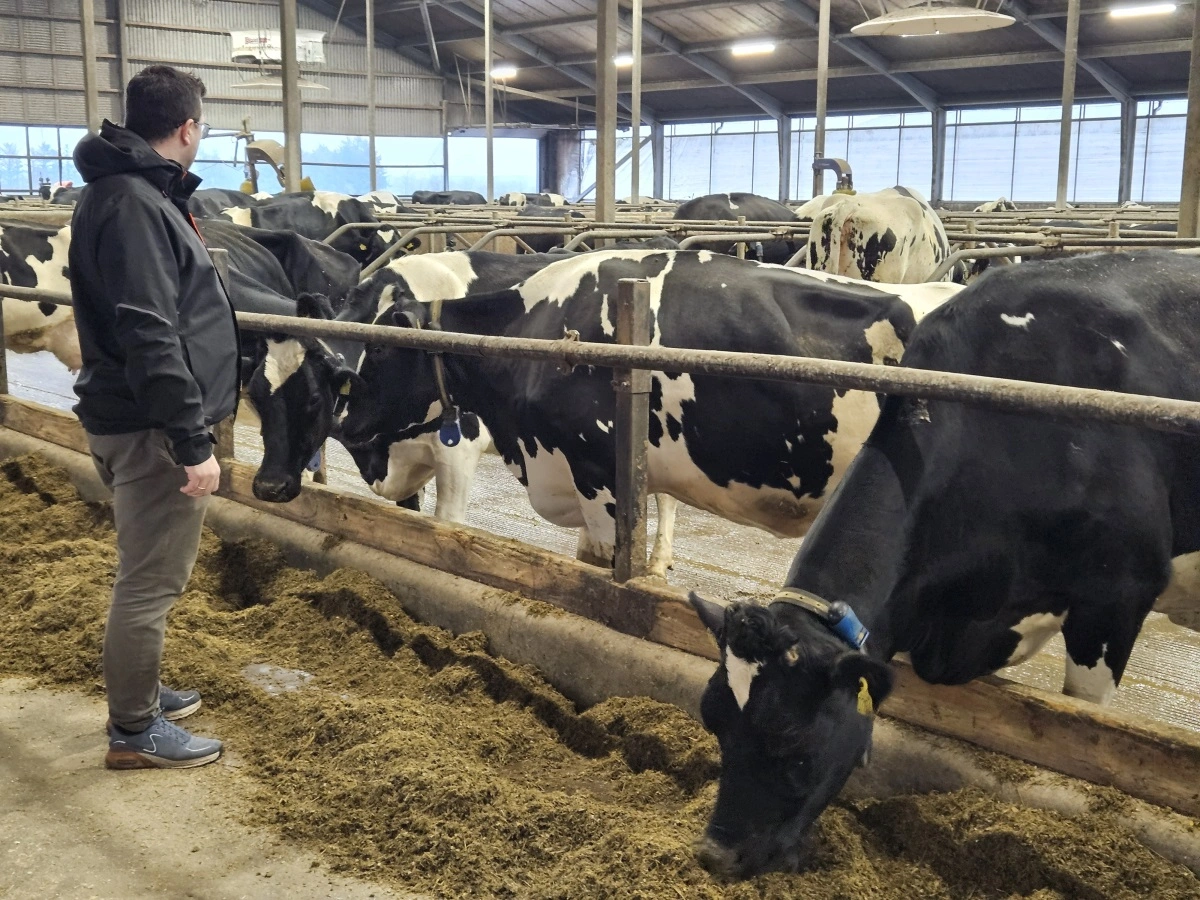 Produktionen på Vittarpgaard består af 540 Holstein malkekøer.