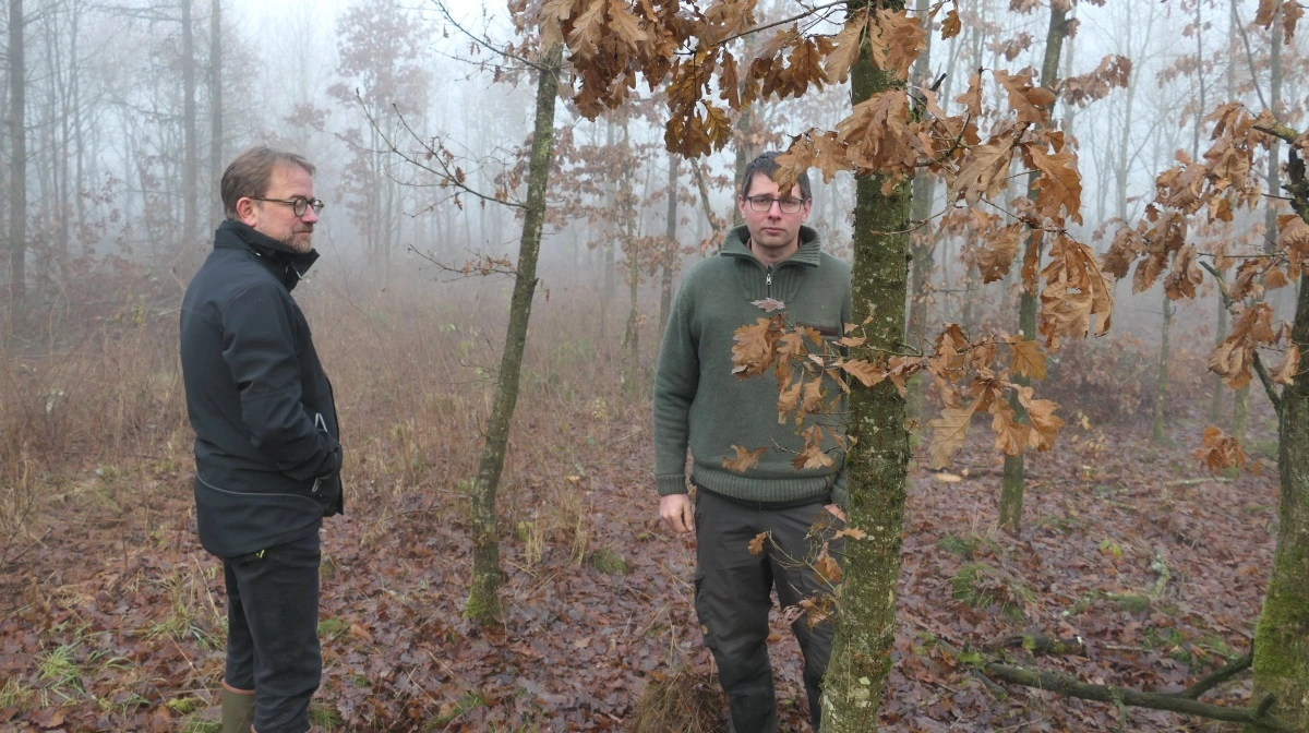 I midt- og Vestjylland må man vente længe på ege- og bøgetræ. Nogle løvtræsarter  trives først, når der har været en forkultur af for eksempel poppel, og et egentligt skovmiljø er etableret.