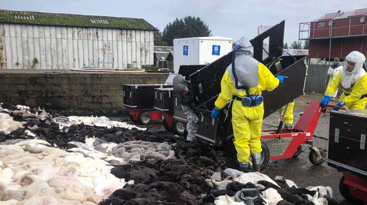 I et samråd blev der spurgt ind til, om ministerierne gjorde tilstrækkeligt for at hjælpe med tilvejebringelsen af de slettede sms'er i forbindelse med den ulovlige ordre om aflivningen af de mange danske mink tilbage i 2020. Arkivfoto:  Brian Langballe Kristiansen