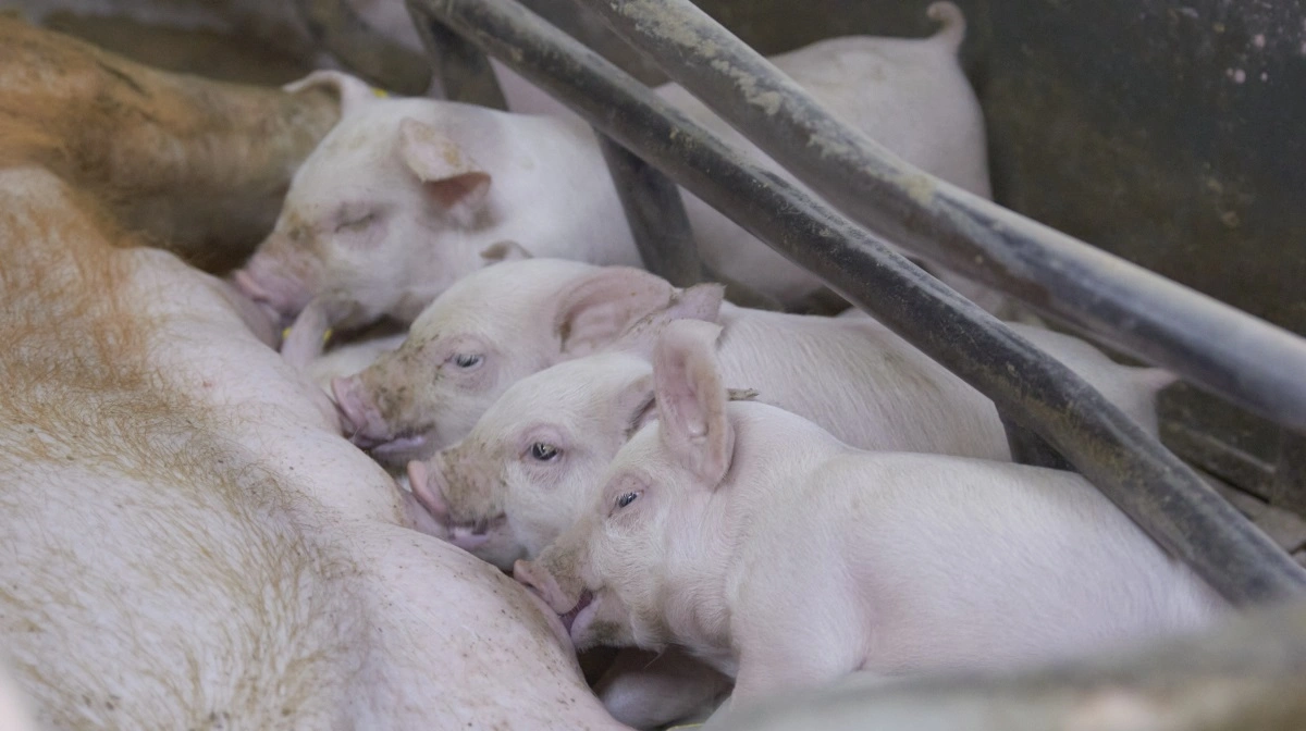 - Jeg tror ikke, det er en stor andel af befolkningen, der dybfølt er negative overfor griseproduktion og synes, at den skal reduceres meget kraftigt og næsten forsvinde fra Danmark, skriver klummeskribenten. Arkivfoto: Tenna Bang