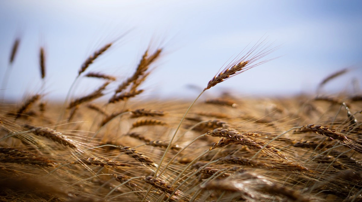 Wasde bekræfter høje globale lagre af korn og stabile priser; danske planteavlere må forvente sidelæns marked uden medvind. Arkivfoto: Daniel Barber