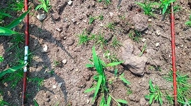 Ubehandlet forekomst af hanespore.