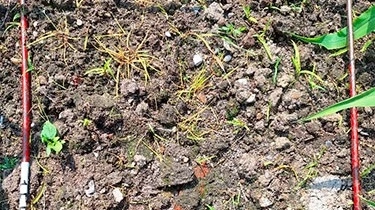 Effektivt behandlede forekomster af hanespore.