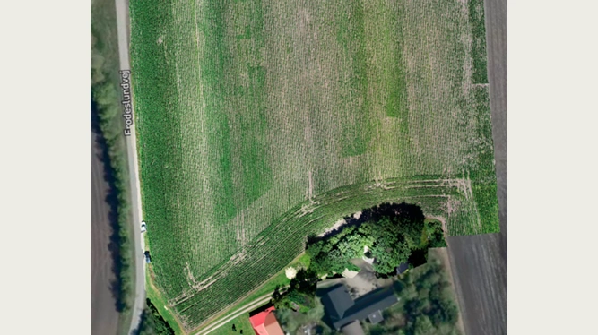 Dronebillede taget 11 dage efter pletsprøjtning viser grønne områder af en ny generation af hanespore, der er spiret frem og dermed viser, at pletsprøjtningen ikke har været effektiv nok.