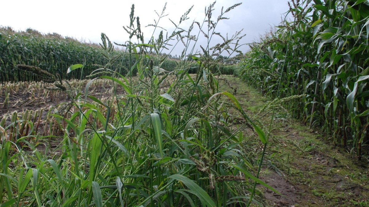Ubehandlet kan hanespore helt tage overhånd i majsmarker - ofte i større eller mindre pletter. Arkivfoto