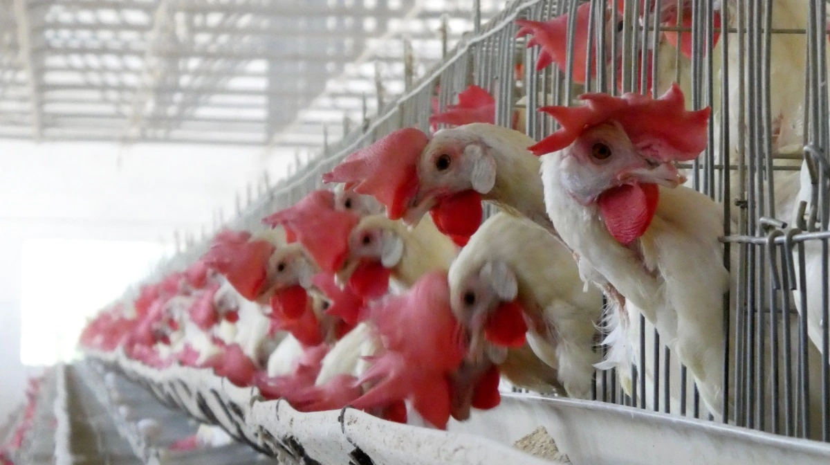 23 senatorer presser USDA for klar vaccineplan, mens stigende smitte og eksport udfordrer sektoren. Arkivfoto: Jørgen P. Jensen